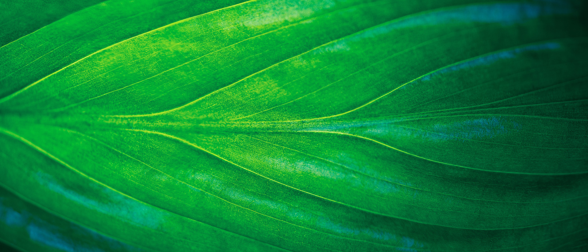 Close up image of green leaf