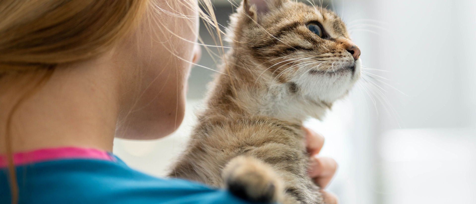 Vet holding an orange kitten