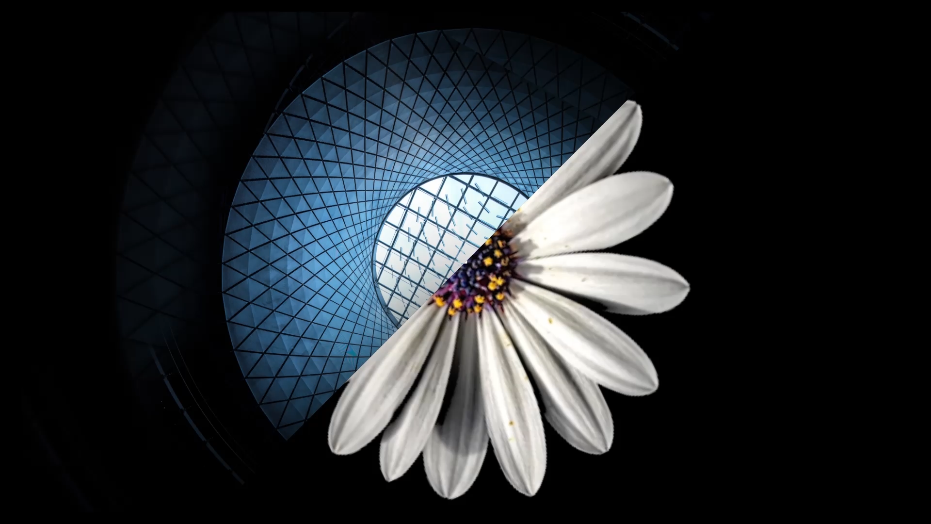 Split image of flower and architectural detail