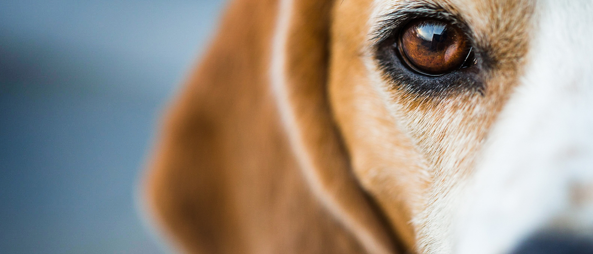 Close up image of a beagle's face