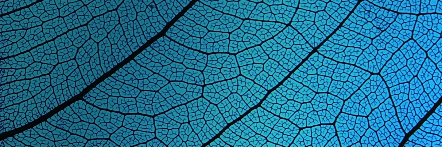 Close up patterns on a leaf