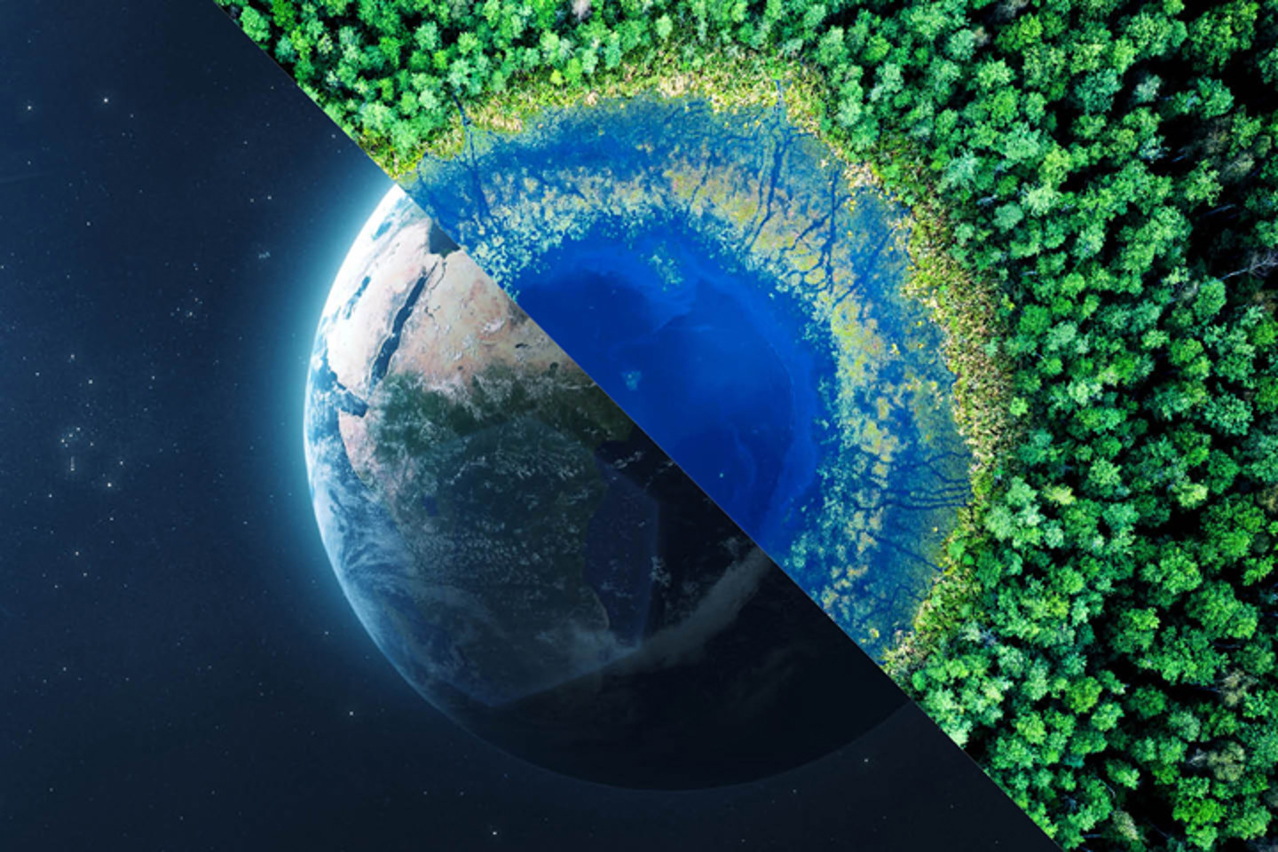 Split image of earth and rainforest