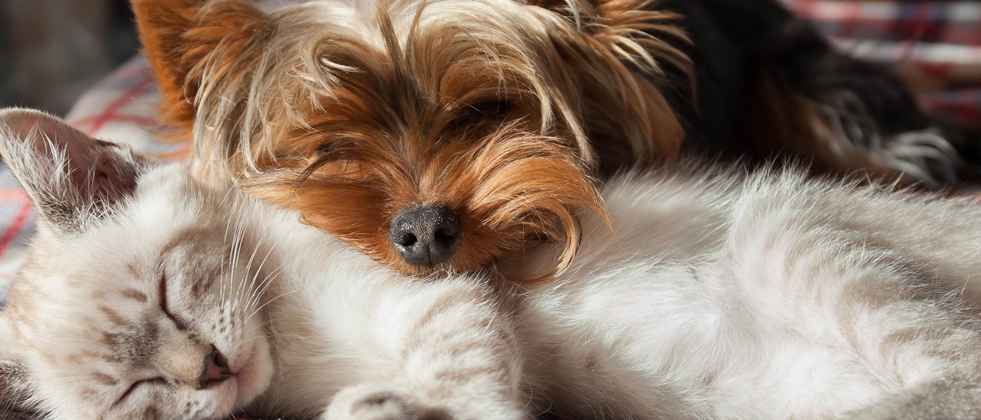 Sleeping cat and yorkshire terrier