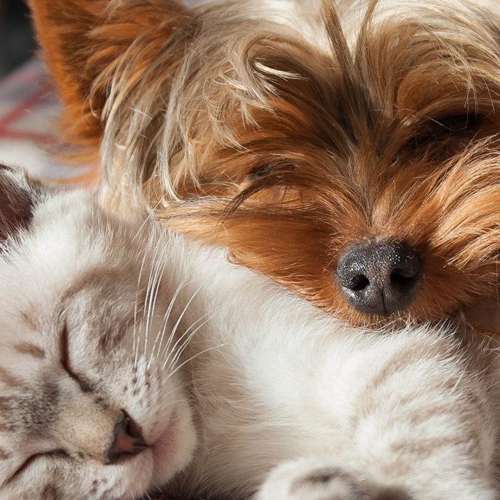 Sleeping cat and yorkshire terrier