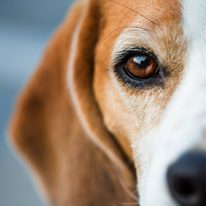 Close up image of a beagle's face