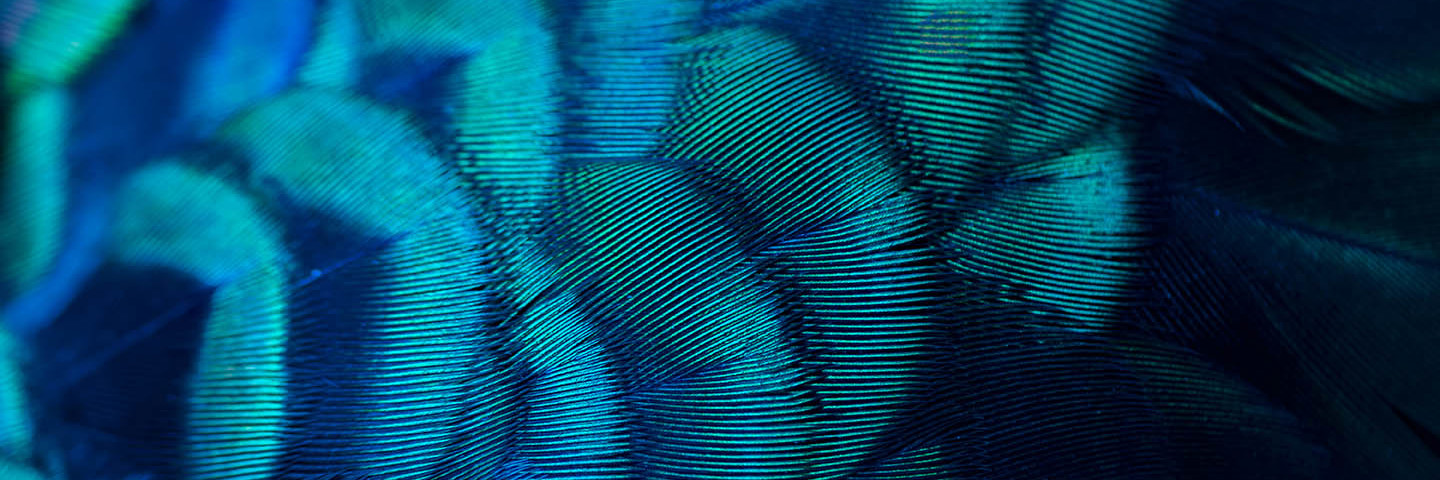 Close up iridescent feather