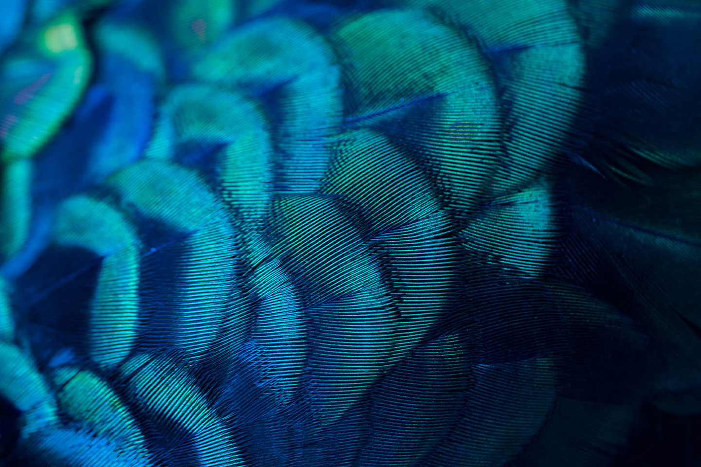 Close up iridescent feather