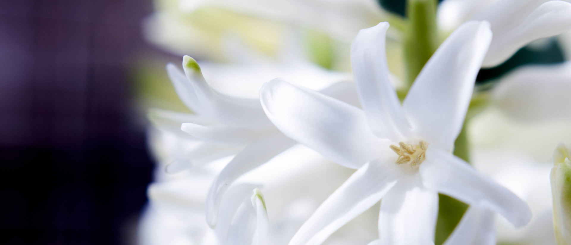 Close up image of white flowers